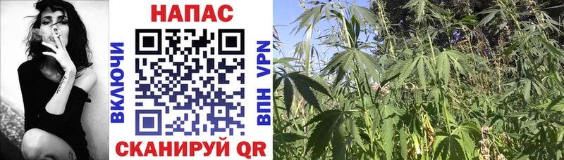 Каннабис план где продают Андреаполь